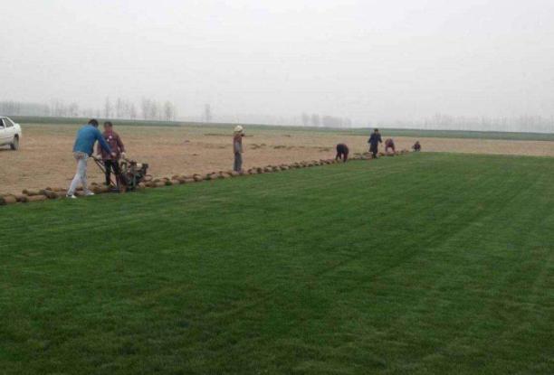 百慕大草坪經濟價值以及播種管理技術 百慕大草坪經濟價值以及播種管理技術