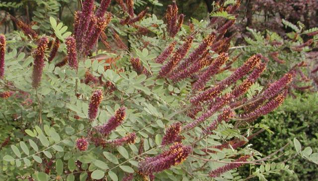 常見綠化護(hù)坡品種——紫穗槐經(jīng)濟(jì)價(jià)值 常見綠化護(hù)坡品種——紫穗槐經(jīng)濟(jì)價(jià)值