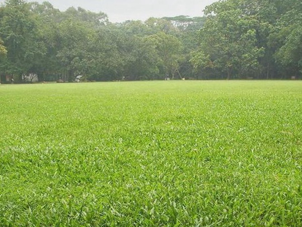 堿茅草種子多久能發(fā)芽，播種方法是什么？