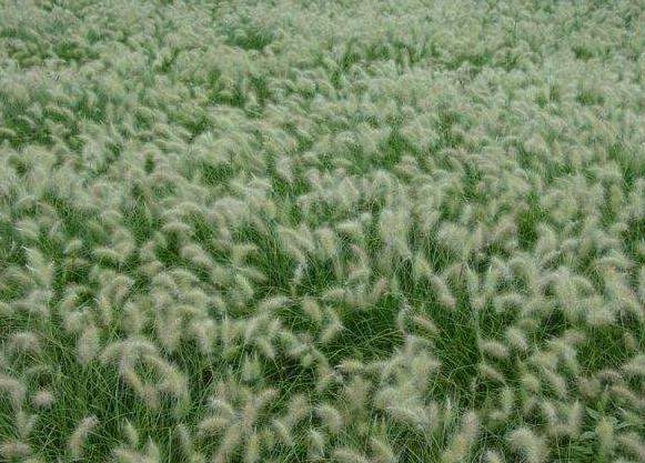 狗尾巴草用途居然還有這么多的 狗尾巴草用途居然還有這么多的