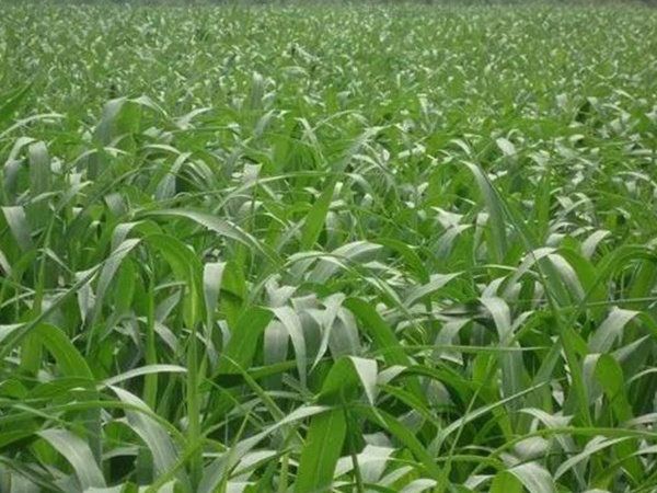 蘇丹草介紹以及主要價值，生長速度