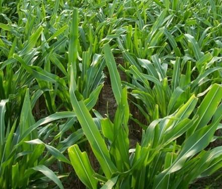有一種草叫墨西哥玉米草,最適合農村養殖戶種植 有一種草叫墨西哥玉米草,最適合農村養殖戶種植