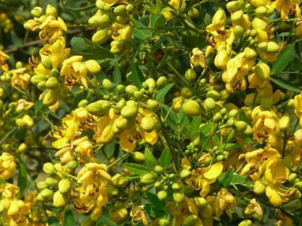 生態綠化種子有哪些，有什么需要注意的