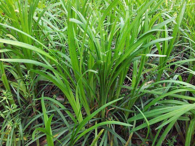 種植披堿草產(chǎn)量高必須掌握了這兩個方法 種植披堿草產(chǎn)量高必須掌握了這兩個方法