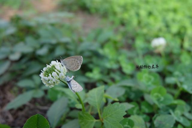 白三葉草,不但栽培,觀賞期長,管理方法簡單而且花繁葉茂 白三葉草,不但栽培,觀賞期長,管理方法簡單而且花繁葉茂