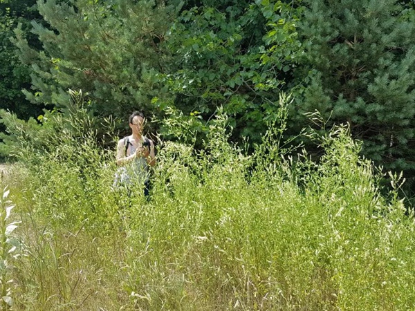 牧草種子——草木樨(白花和黃花) 牧草種子——草木樨(白花和黃花)