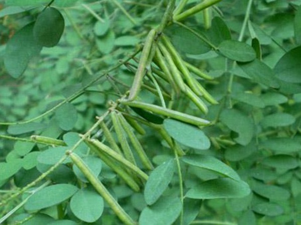 馬棘種子去哪買比較好?馬棘種子育苗方法有什么? 馬棘種子去哪買比較好?馬棘種子育苗方法有什么?