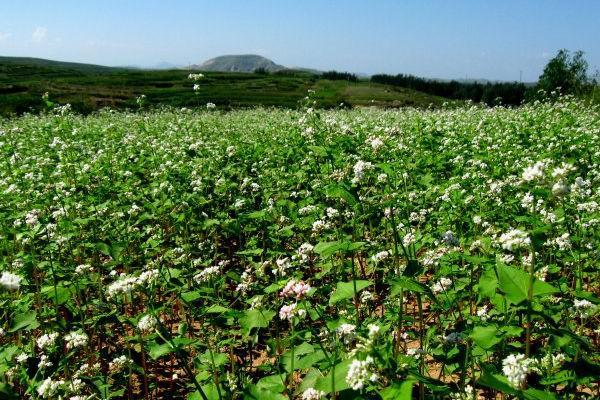 蕎麥的產(chǎn)地在哪？蕎麥的高產(chǎn)種植技術與方法