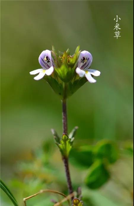 “小米草”的養護方法與播種繁殖 “小米草”的養護方法與播種繁殖