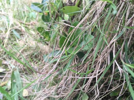 生命力頑強的草，它的名字盡然叫“狗牙根”