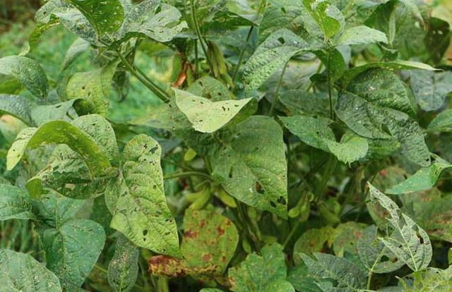 黑豆種植方法有哪些?什么時候播種比較合適? 黑豆種植方法有哪些?什么時候播種比較合適?