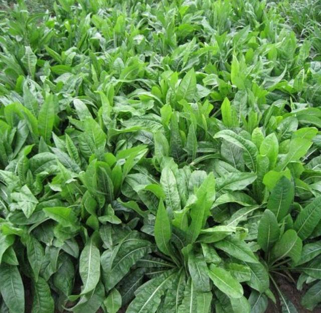 菊苣草可以養(yǎng)殖雞鴨鵝豬魚，是多年生的嗎