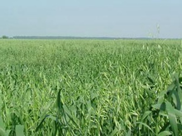 燕麥種植的生長環境是怎樣的？有什么需要注意的？