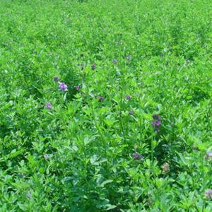紫花苜蓿的市場(chǎng)批發(fā)價(jià)格以及播種方法 紫花苜蓿的市場(chǎng)批發(fā)價(jià)格以及播種方法