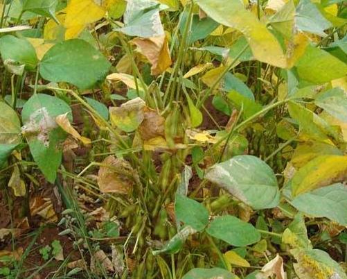 黑豆種植方法有哪些?什么時候播種比較合適? 黑豆種植方法有哪些?什么時候播種比較合適?