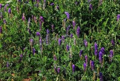 沙打旺種植氣候什么時候比較合適,有哪些需要注意的 沙打旺種植氣候什么時候比較合適,有哪些需要注意的