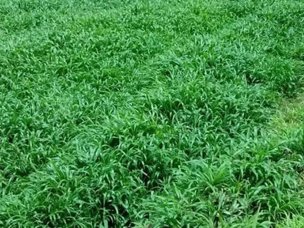 南方暖季型草坪種子——寬葉雀稗