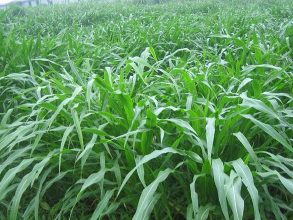 種植牧草需要注意的地方有很多，需要注意什么？