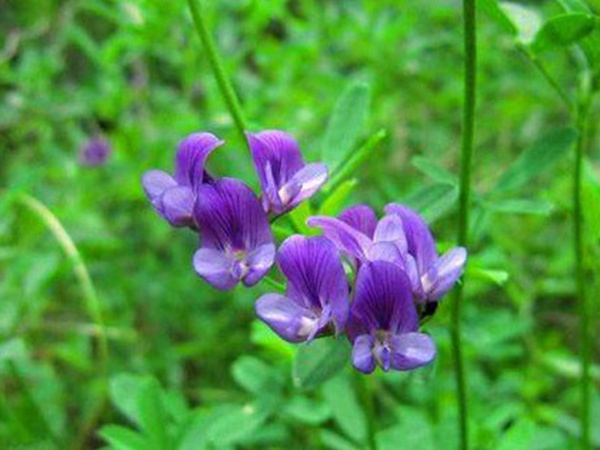 “牧草之王”紫花苜蓿怎么種植比較好，什么時候能種植比較合適？