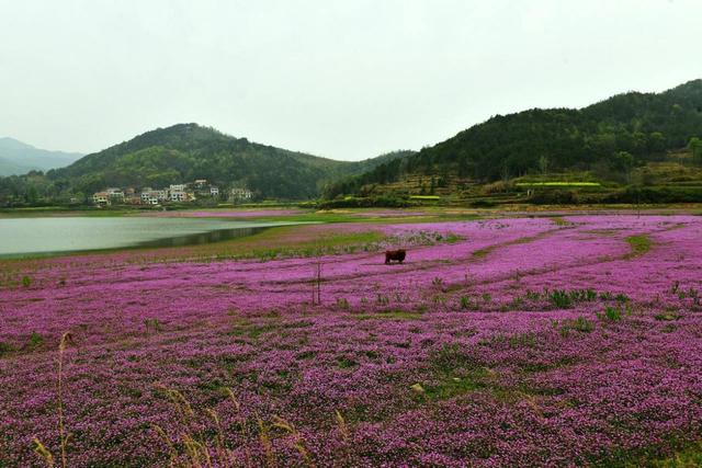 不可或缺的綠肥——紫云英紅花草 不可或缺的綠肥——紫云英紅花草