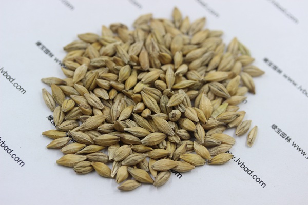 大麥——喂養(yǎng)信鴿的一種非常好的飼料 大麥——喂養(yǎng)信鴿的一種非常好的飼料