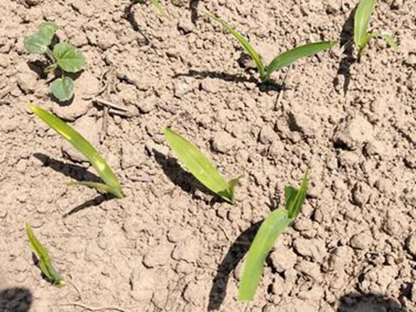 墨西哥玉米草出苗成活率是什么原因，怎么樣提高成活率？