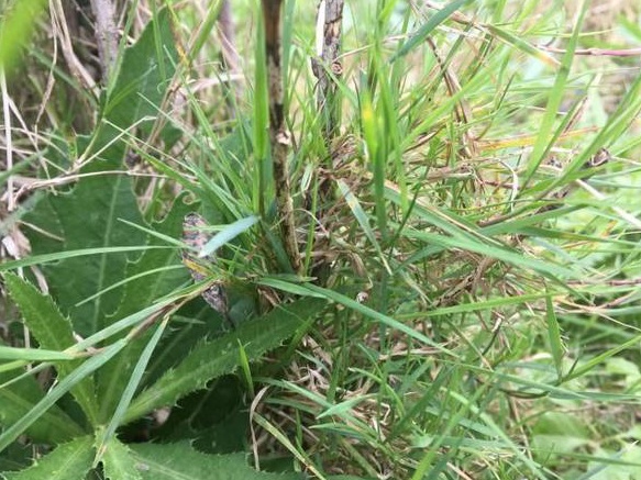 生命力頑強的草，它的名字盡然叫“狗牙根”