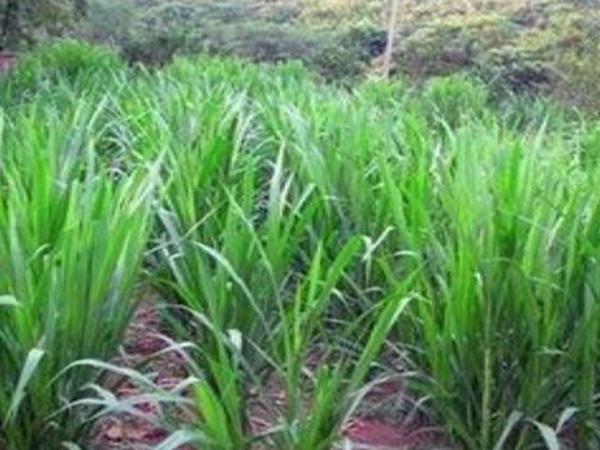 象草栽培技術(shù)與收割利用有那些 象草栽培技術(shù)與收割利用有那些