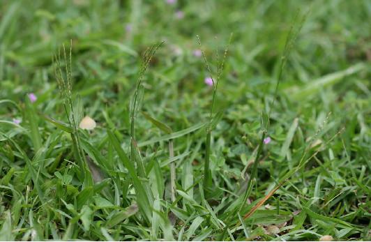 庭院草坪|院子里的天然草坪建植及養護方法