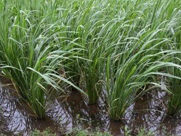 皇竹草如何種植,種植方法有哪些 皇竹草如何種植,種植方法有哪些