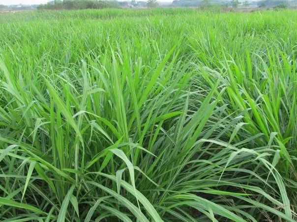 皇竹草養(yǎng)豬、喂雞可降低成本增加收入,栽培方法! 皇竹草養(yǎng)豬、喂雞可降低成本增加收入,栽培方法!