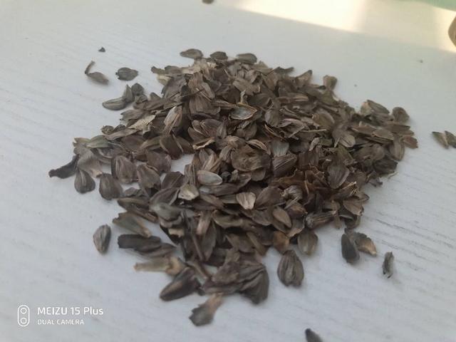 串葉松香草主要價值以及栽培技術介紹 串葉松香草主要價值以及栽培技術介紹