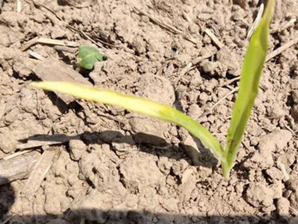 墨西哥玉米草出苗成活率是什么原因，怎么樣提高成活率？