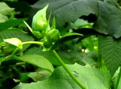 優質高產牧草——串葉松香草的種植方法 優質高產牧草——串葉松香草的種植方法