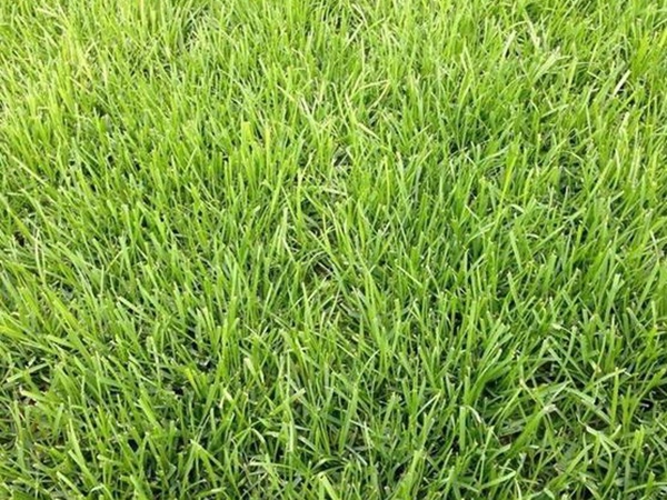 堿茅草種子多久能發(fā)芽，播種方法是什么？