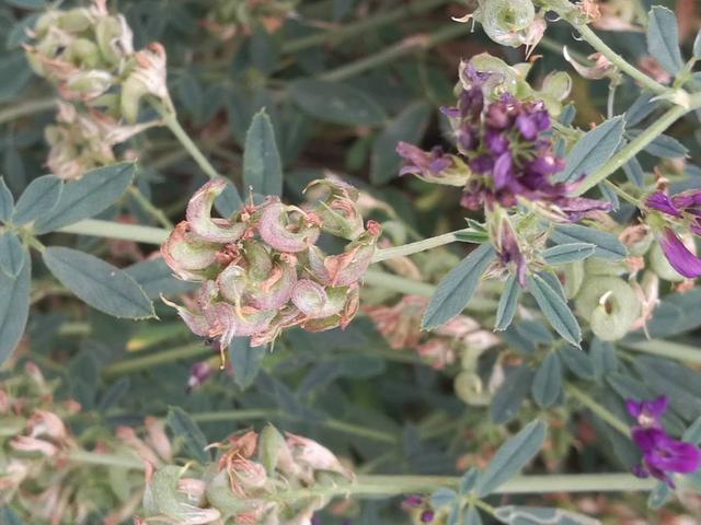 溫帶優質牧草——紫花苜蓿 溫帶優質牧草——紫花苜蓿