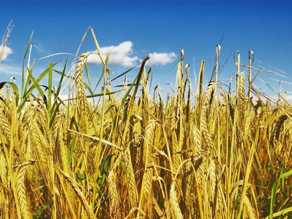 養羊如何選擇牧草?有什么需要注意的? 養羊如何選擇牧草?有什么需要注意的?