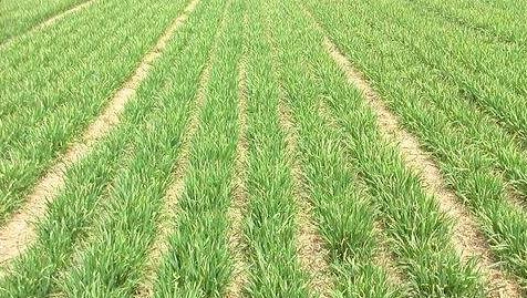 冬天適合播種的牧草——一年生黑麥草