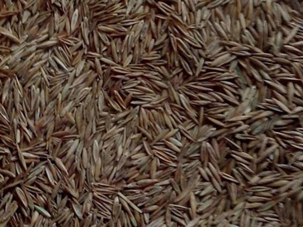 果嶺草草種冬季管理方法以及養護技術的標準 果嶺草草種冬季管理方法以及養護技術的標準