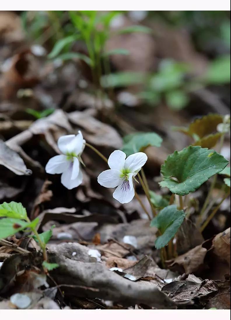 “小米草”的養護方法與播種繁殖 “小米草”的養護方法與播種繁殖