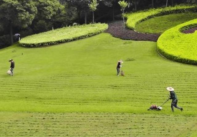 野牛草種植技術(shù)以及養(yǎng)護(hù)管理方法有哪些 野牛草種植技術(shù)以及養(yǎng)護(hù)管理方法有哪些