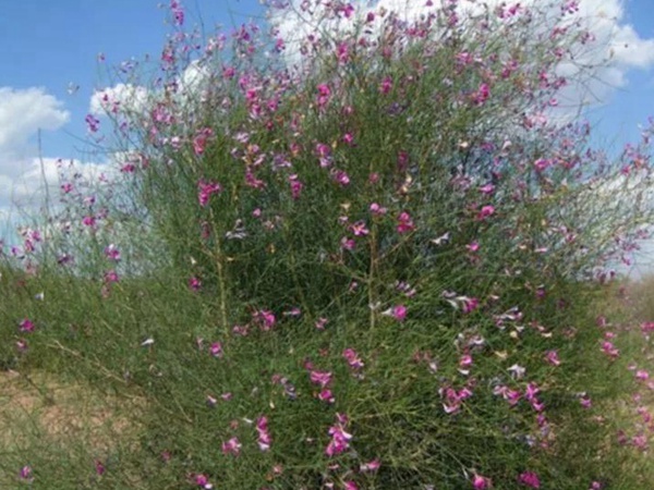 常見植物花棒——耐旱、喜光樹種