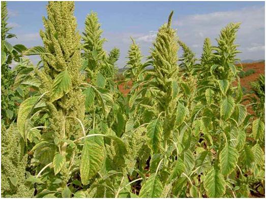 優質牧草——籽粒莧栽培管理技術與播種方法 優質牧草——籽粒莧栽培管理技術與播種方法