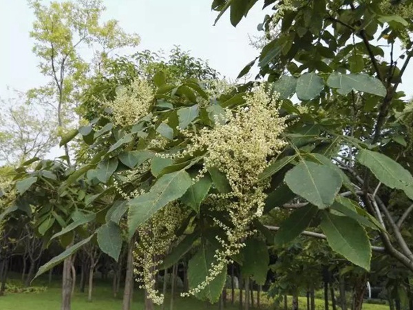 生態綠化種子有哪些，有什么需要注意的