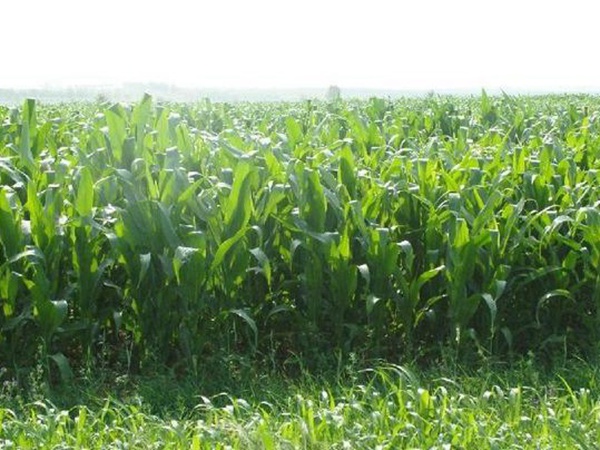 高產牧草墨西哥玉米好種植嗎?種植方法是什么? 高產牧草墨西哥玉米好種植嗎?種植方法是什么?