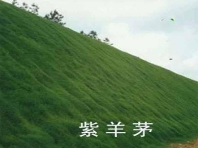 種植紫羊茅嗎?什么季節種植生長速度快? 種植紫羊茅嗎?什么季節種植生長速度快?