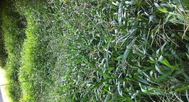 南方適合種植的牧草寬葉雀稗種子，喂牛適合的牧草種子