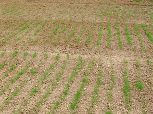 種植菊苣搞養殖技術是什么可以提高產量 種植菊苣搞養殖技術是什么可以提高產量