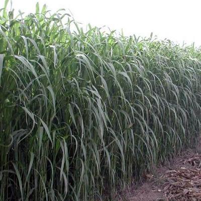 適合草食家畜良好的飼料,高丹草基本介紹 適合草食家畜良好的飼料,高丹草基本介紹