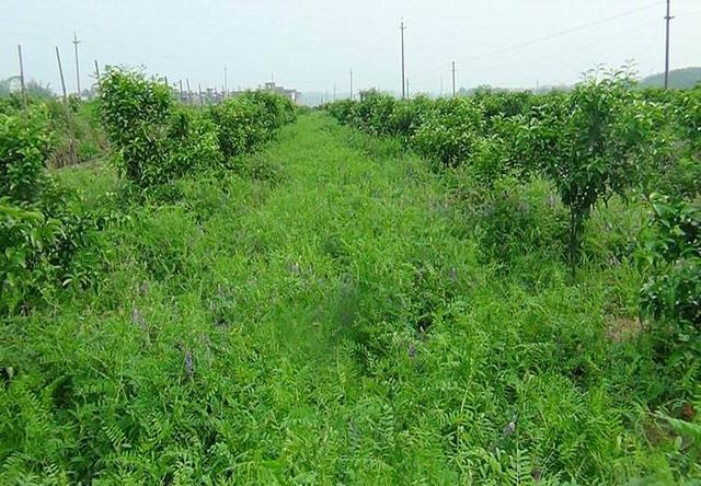 高產牧草種子——毛苕子播種方法 高產牧草種子——毛苕子播種方法